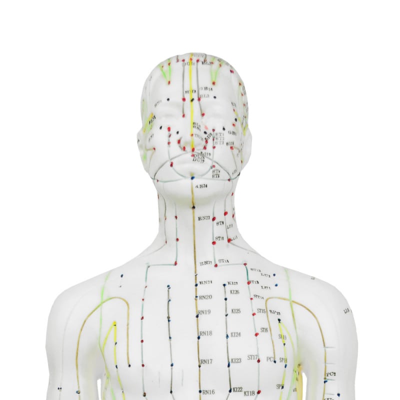 Male Acupuncture Model