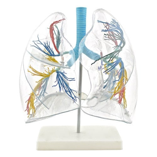 Lung Model - Transparent