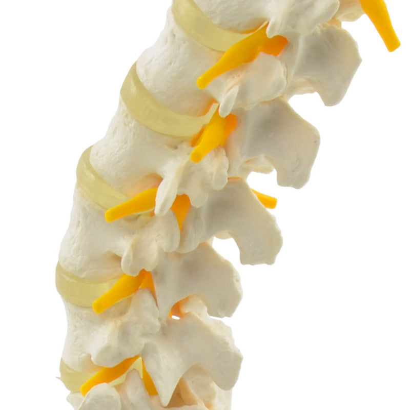 Lumbar Spine Model