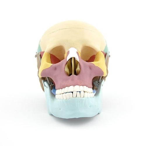 Coloured Skull Model