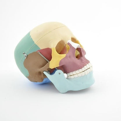 Coloured Skull Model