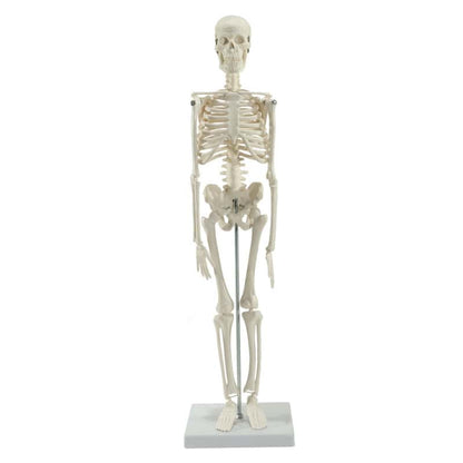 Model Skeleton (Miniature)