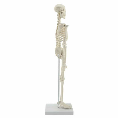 Model Skeleton (Miniature)