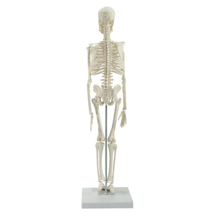 Model Skeleton (Miniature)