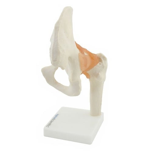 Hip Joint Anatomical Model with Ligaments