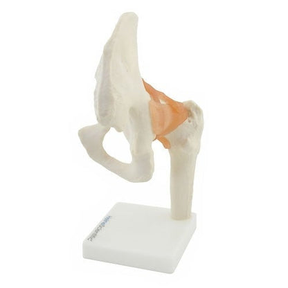 Hip Joint Anatomical Model with Ligaments