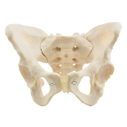Skeletal Pelvis Model, Female
