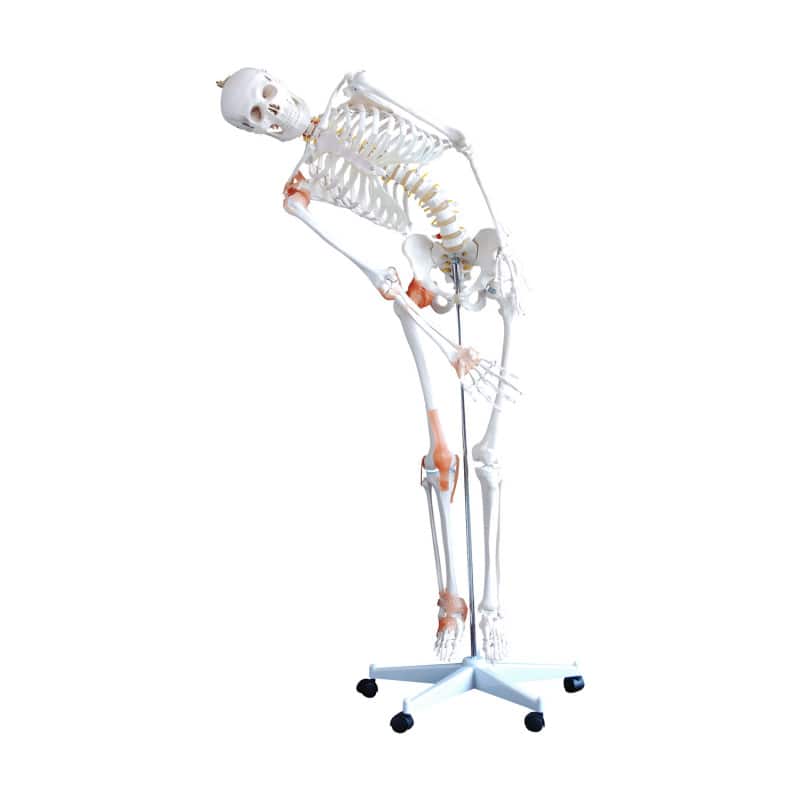 Human Skeleton Model