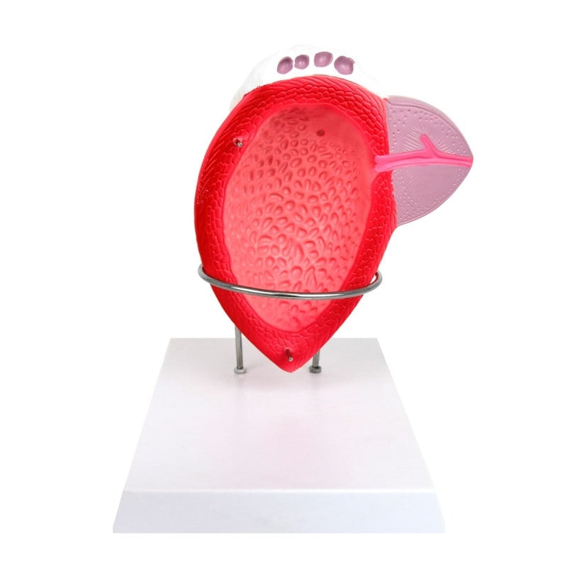 Anatomical Model of the Male Bladder