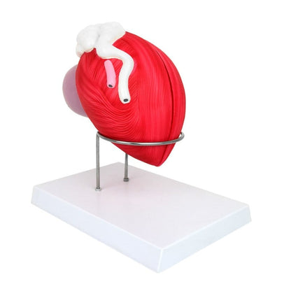 Anatomical Model of the Male Bladder