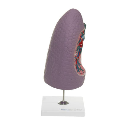 Human Lung Model