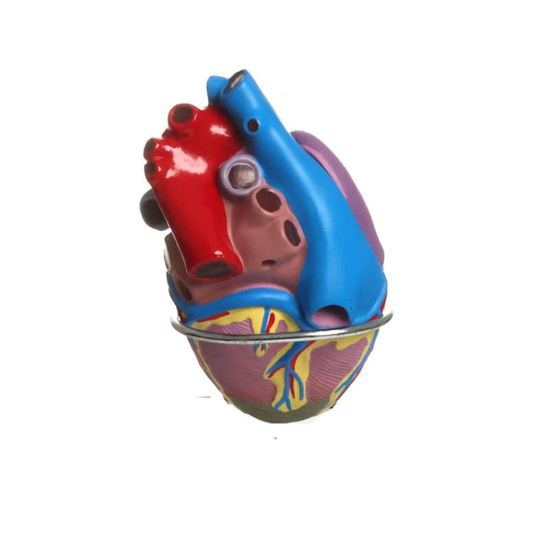Hypertension Model Set