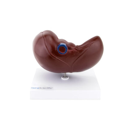 Model of Liver and Gall Bladder