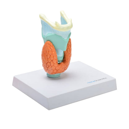 Thyroid Diseases Model