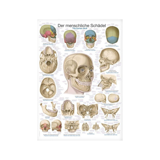 The Human Skull Wall Chart