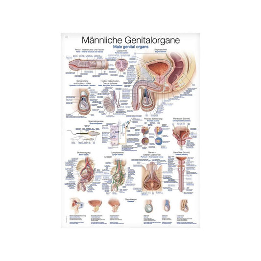 Genital Organs Wall Chart male