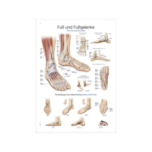 The Foot and its Joints Wall Chart