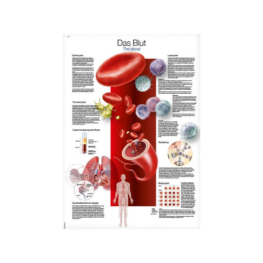 Blood Wall Chart