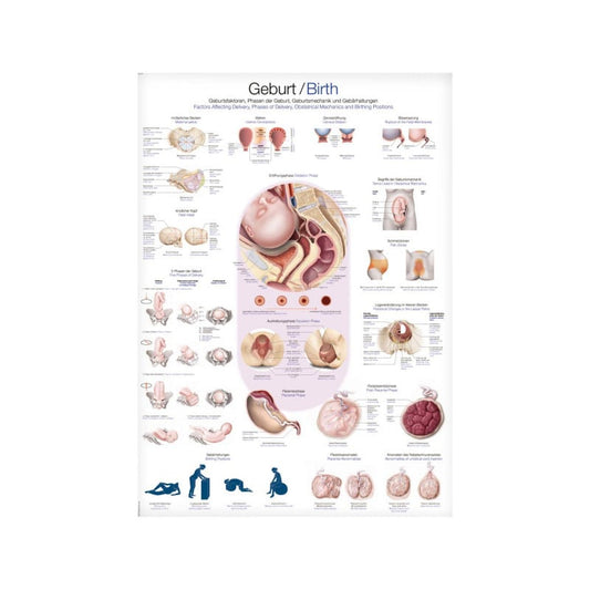 Birth Wall Chart