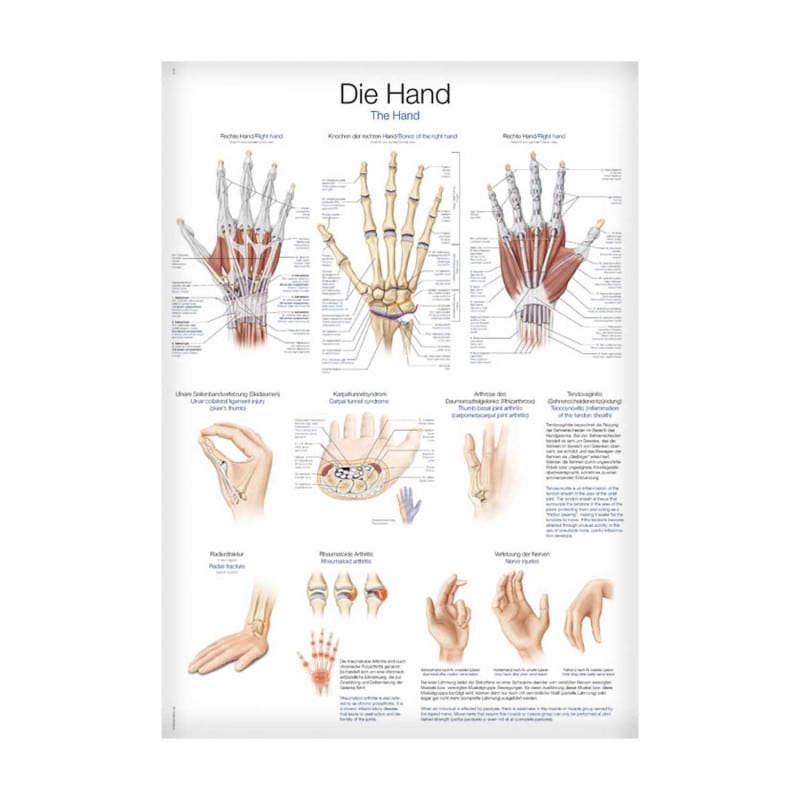 The Hand Wall Chart