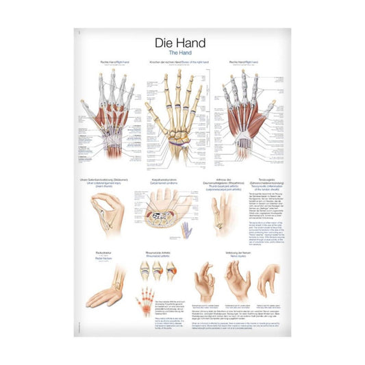 The Hand Wall Chart