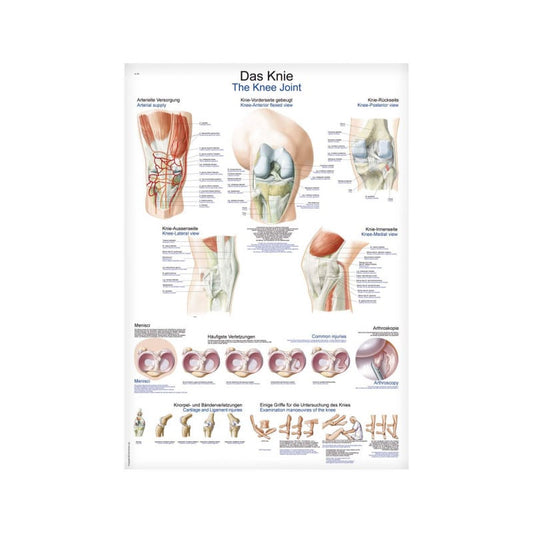 The Knee Joint Wall Chart