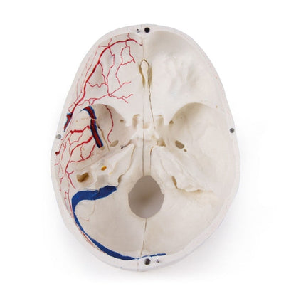 Luxury Demonstration Skull children