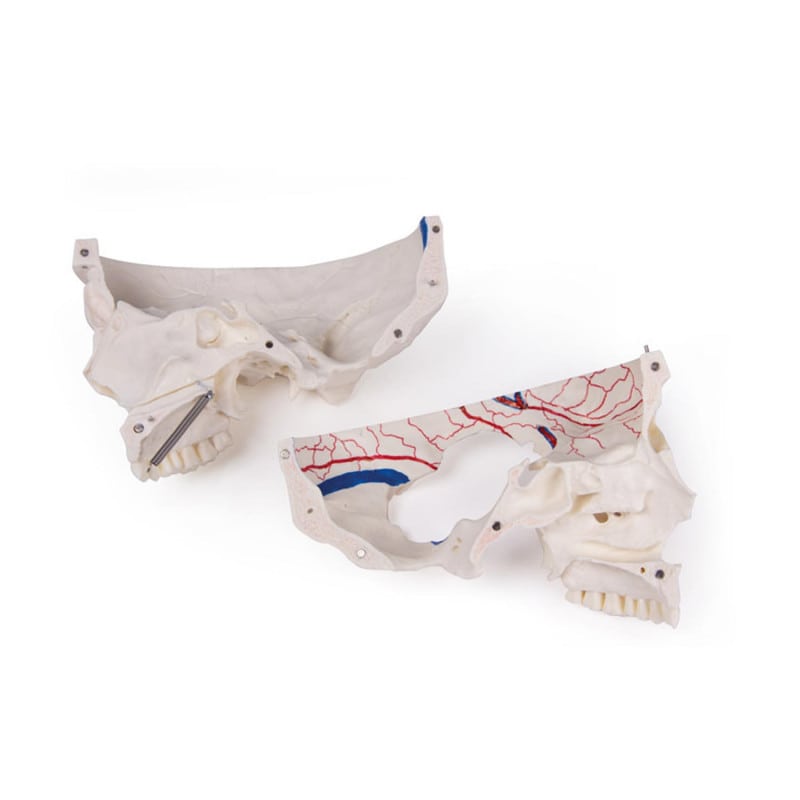 Luxury Demonstration Skull children