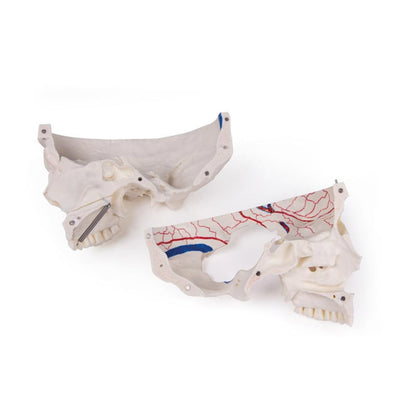 Luxury Demonstration Skull children