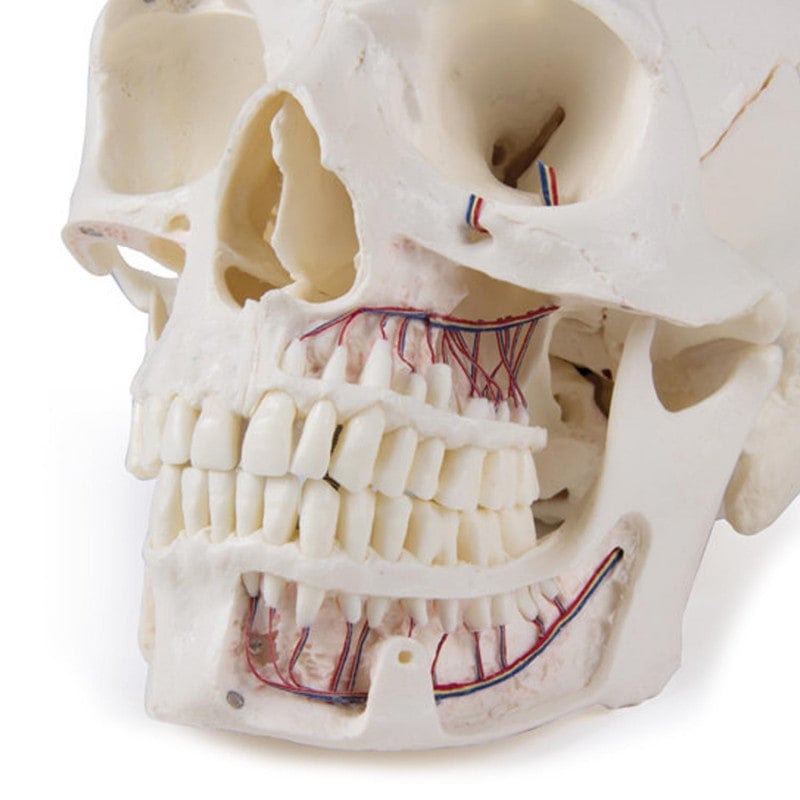 Luxury Demonstration Skull children