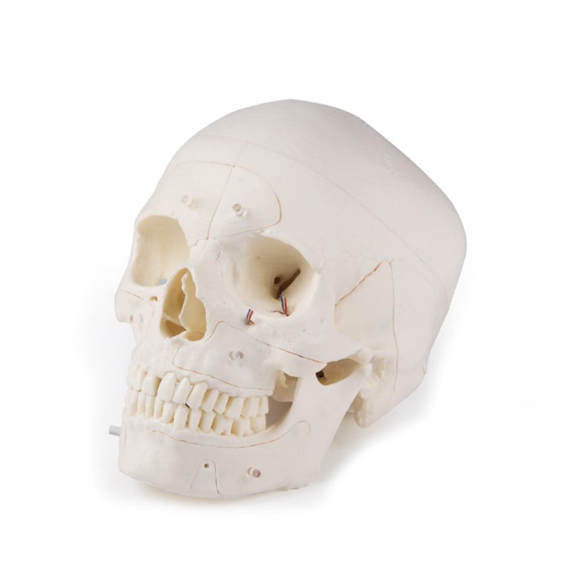 Luxury Demonstration Skull children