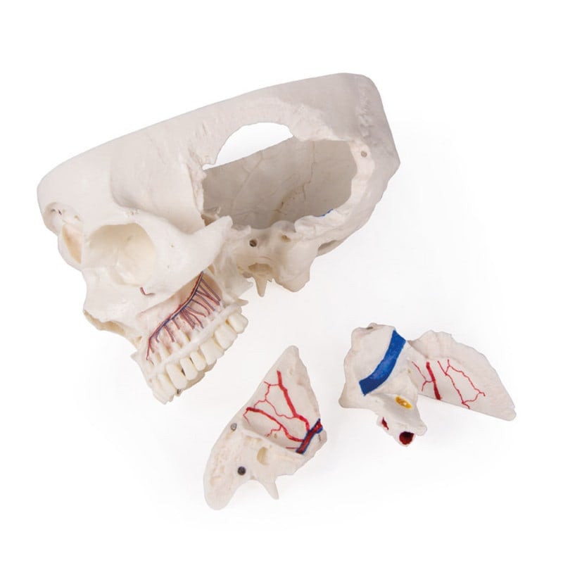 Luxury Demonstration Skull children