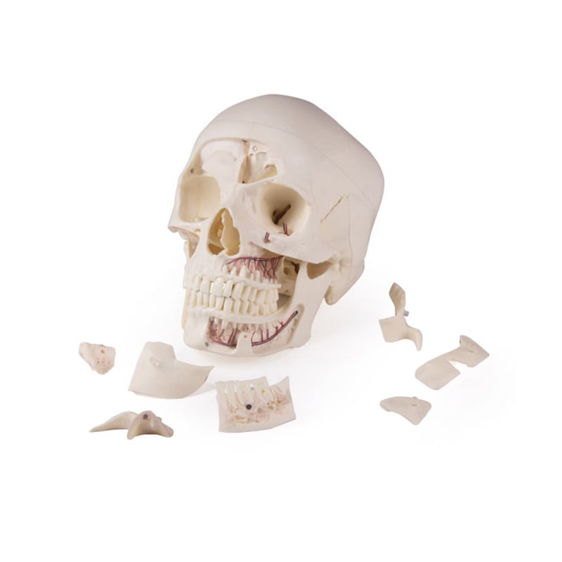Luxury Demonstration Skull children