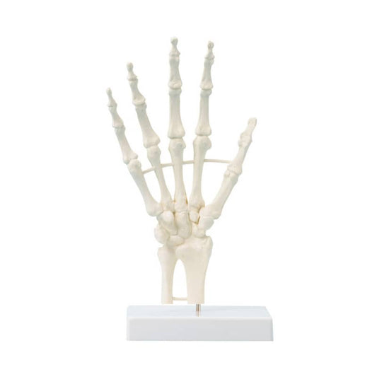 Hand Skeleton