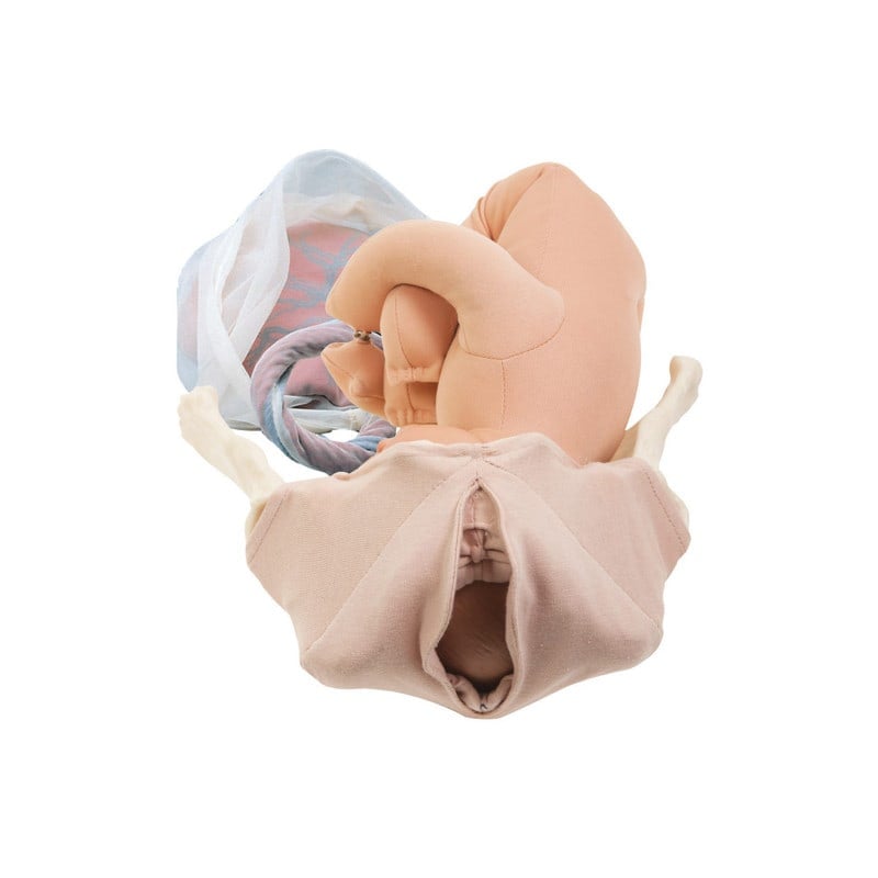 Deluxe Childbirth Model Set