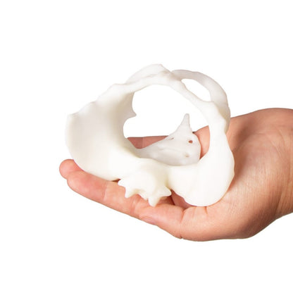 Mini Pelvis with Birthing Doll