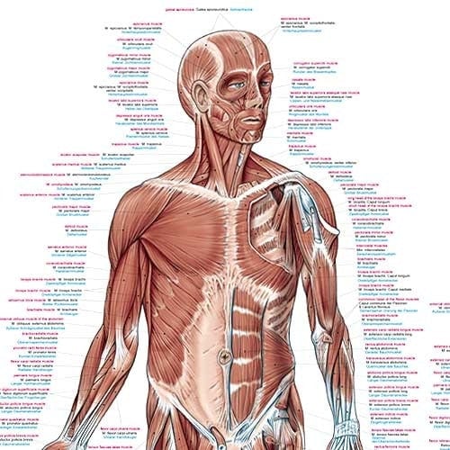 Human Muscles Wall Chart