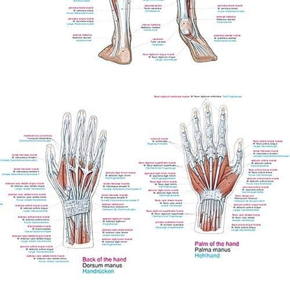 Human Muscles Wall Chart
