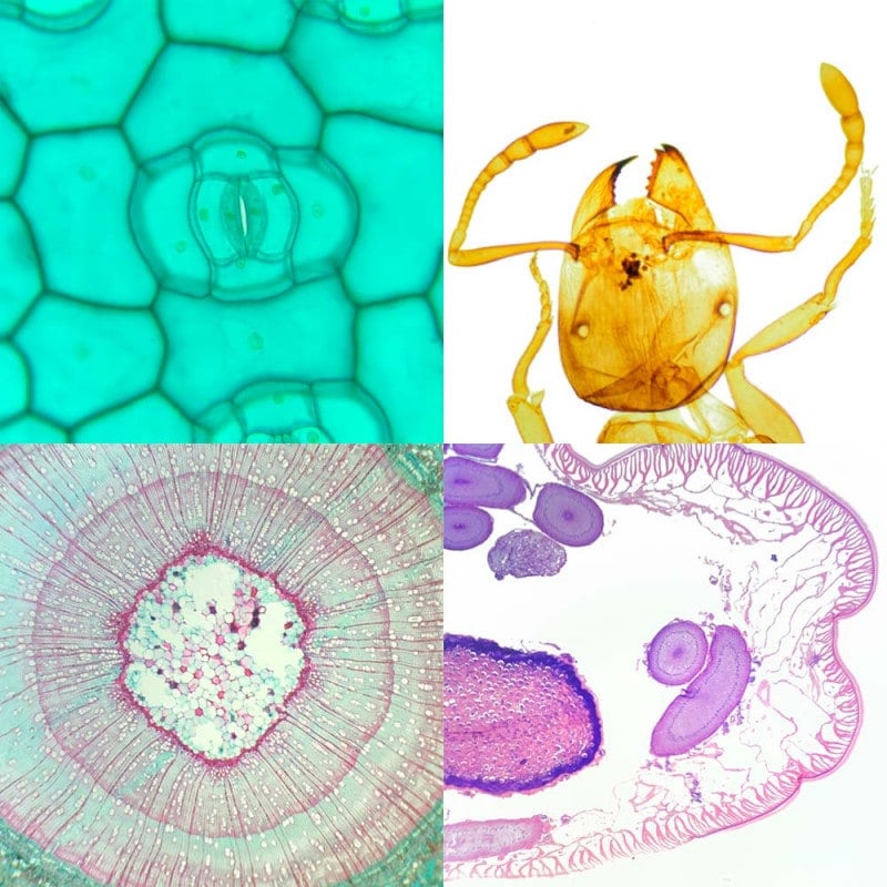 School Microscope Specimen Set